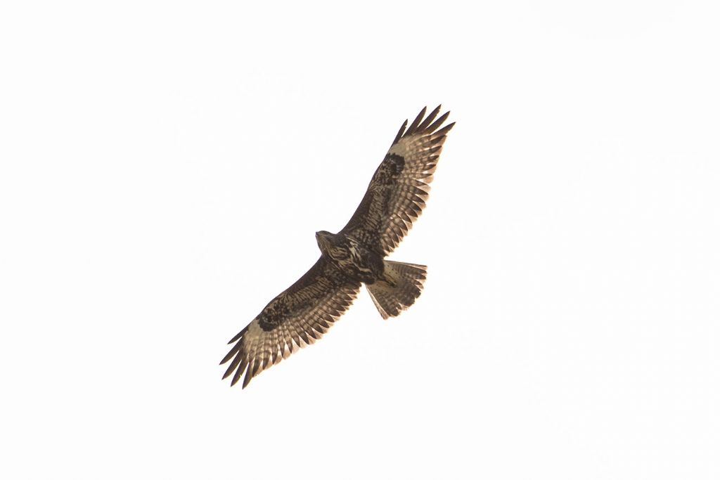 Buteo buteo ?  S